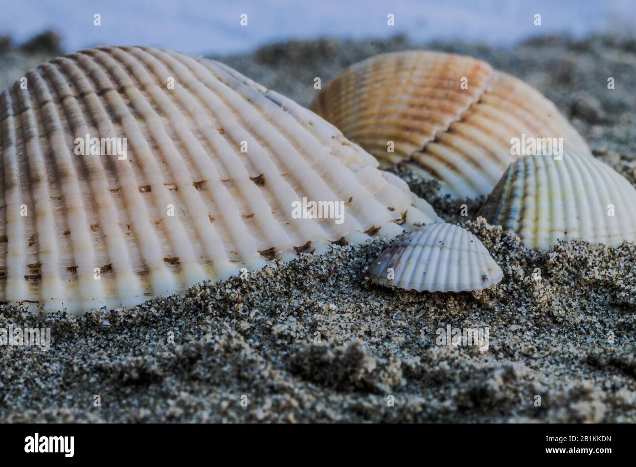 Muscheln am Strand Stockfoto