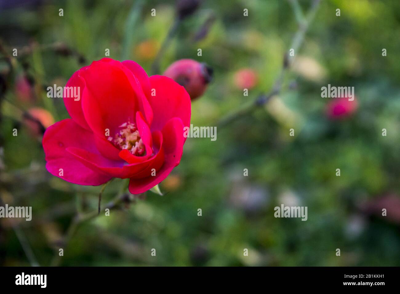 Blume mit roten Kronblättern Stockfoto