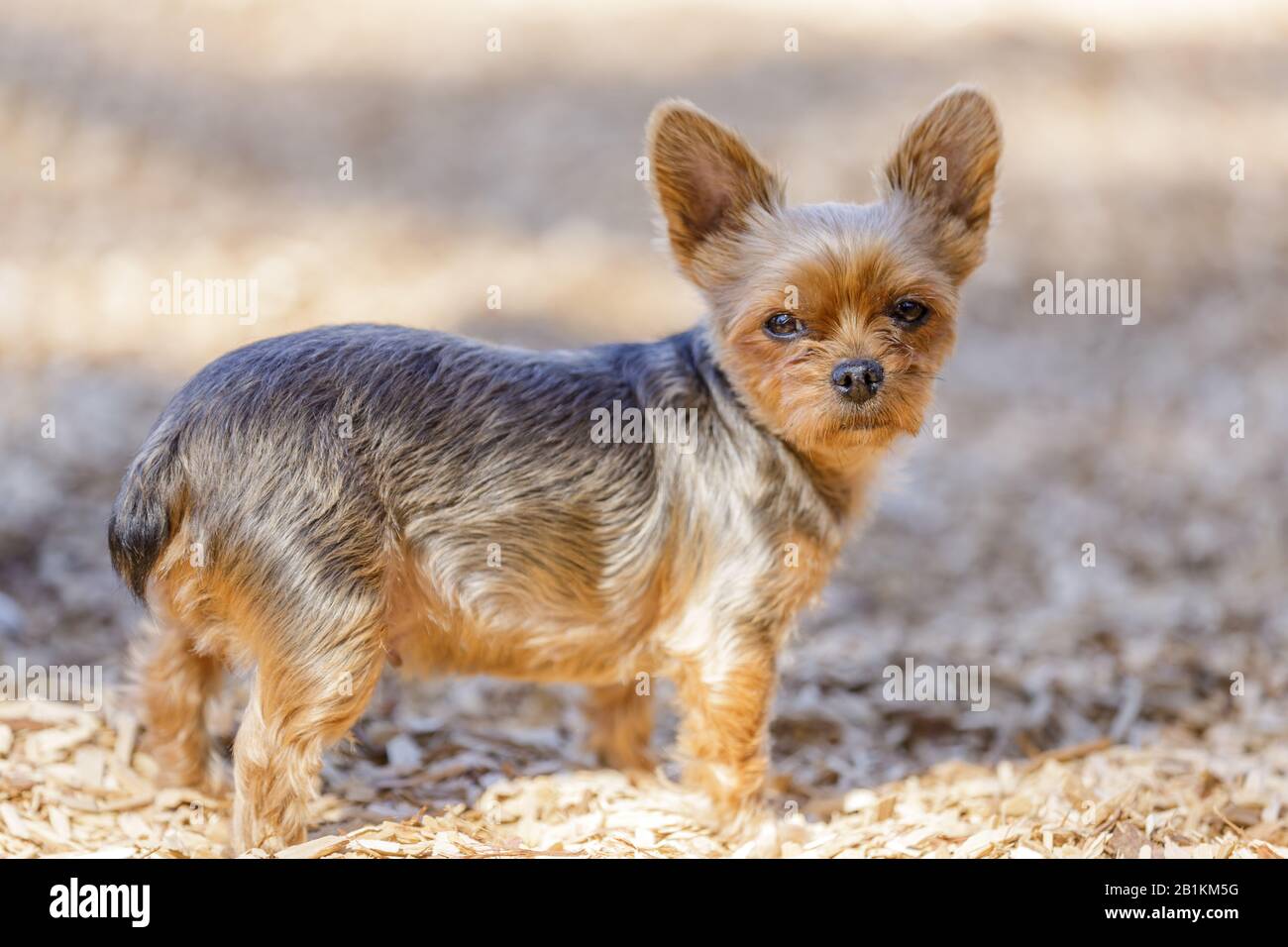 4 Jahre altes weibliches Yorkshire Terrier Portrait Stockfoto