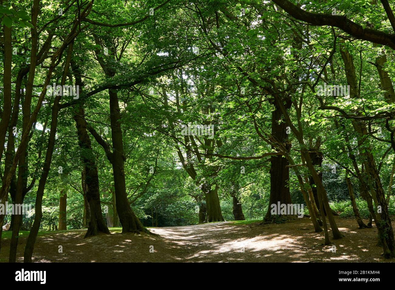 Bäume im Sommer auf Hampstead Heath, North London UK Stockfoto