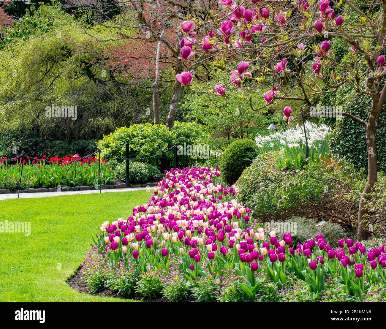 Pink Tulip Garten neben einem Magnolienbaum in Blüte Stockfoto