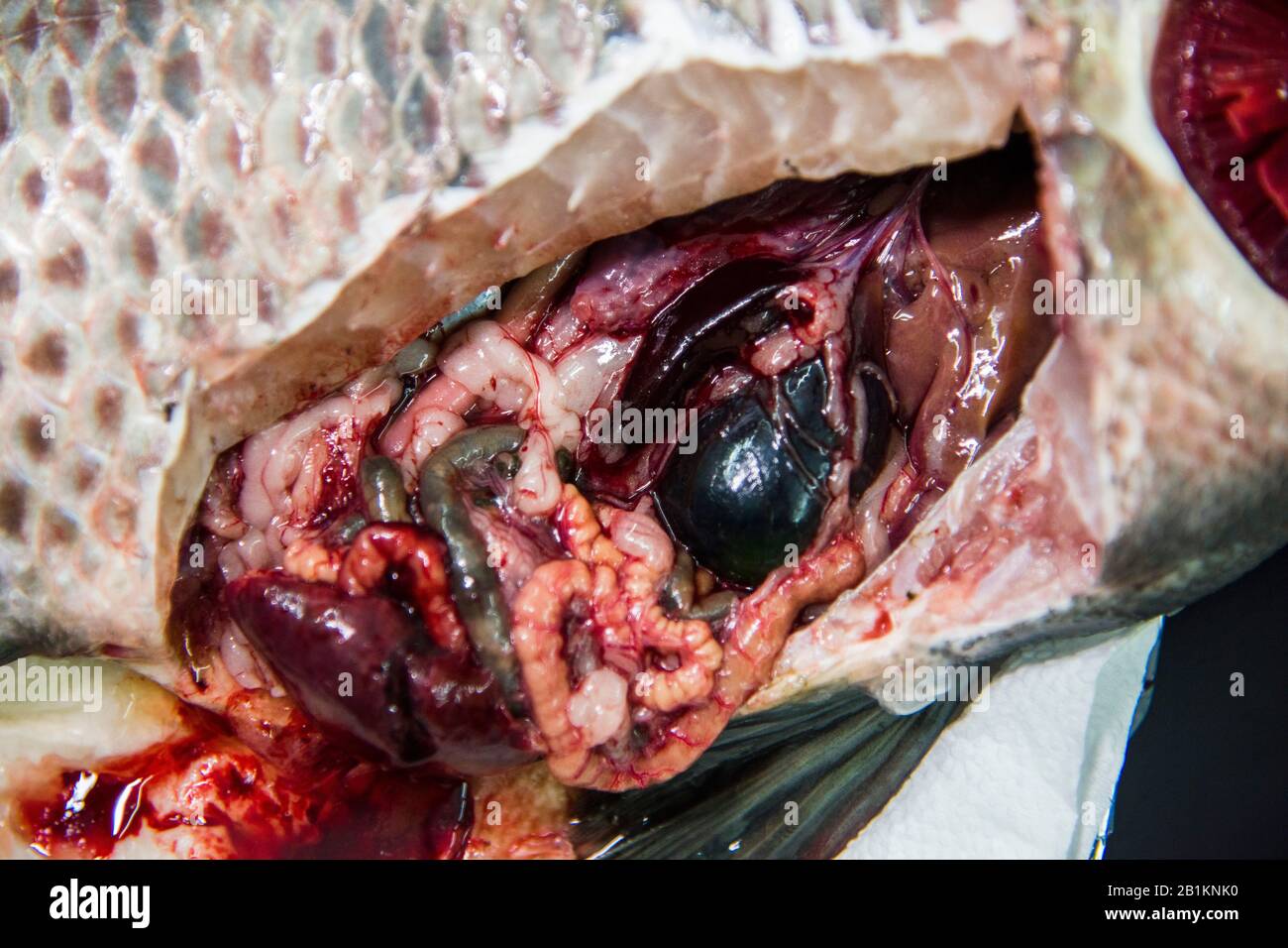 Fischgesundheitsmanagement ist ein Begriff aus der Aquakultur, der Fischerkrankungen vorbeugen soll. Anatomie verschiedener Teile von Tilapia Fisch. Stockfoto
