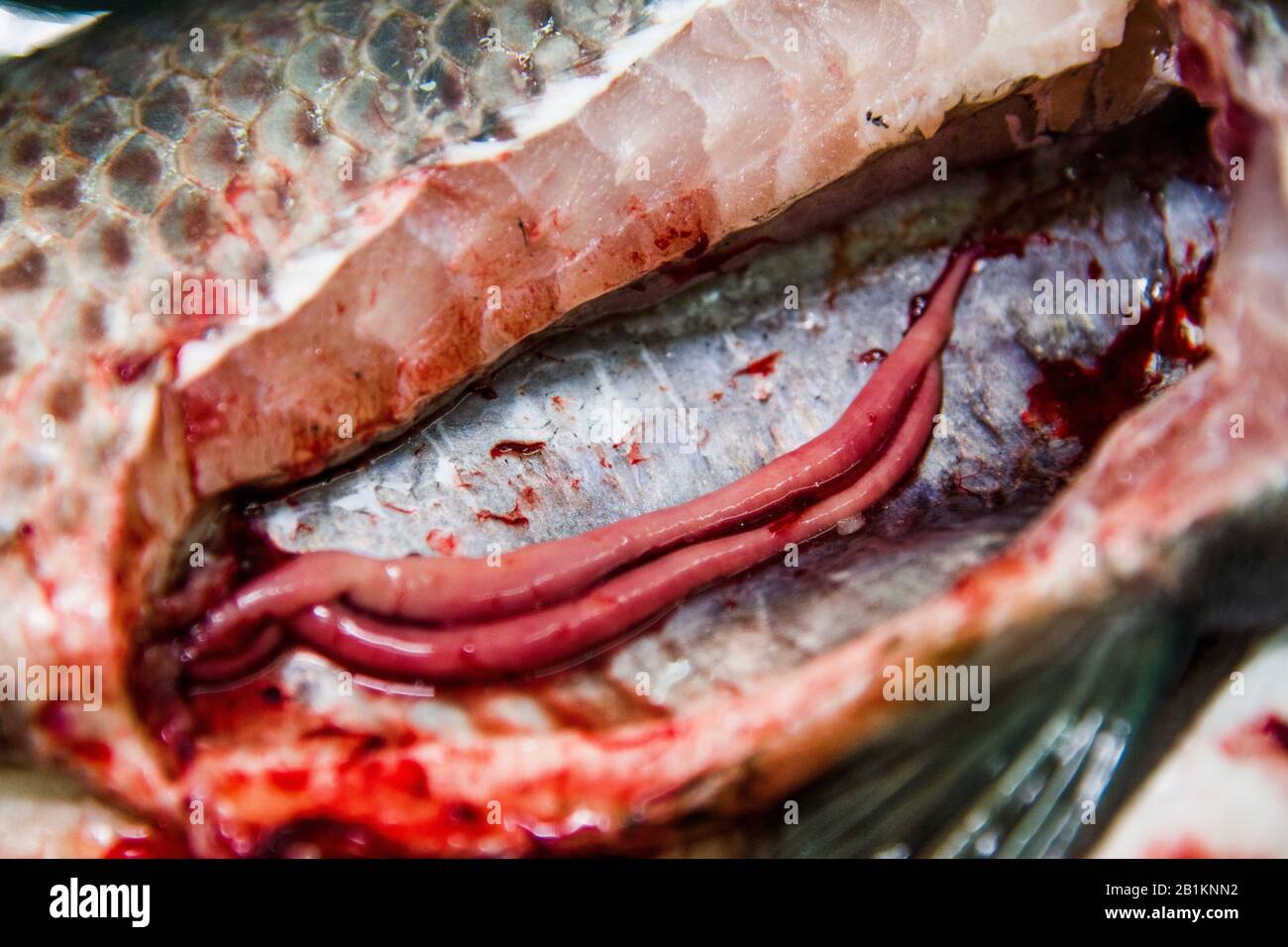 Fischgesundheitsmanagement ist ein Begriff aus der Aquakultur, der Fischerkrankungen vorbeugen soll. Anatomie verschiedener Teile von Tilapia Fisch. Stockfoto