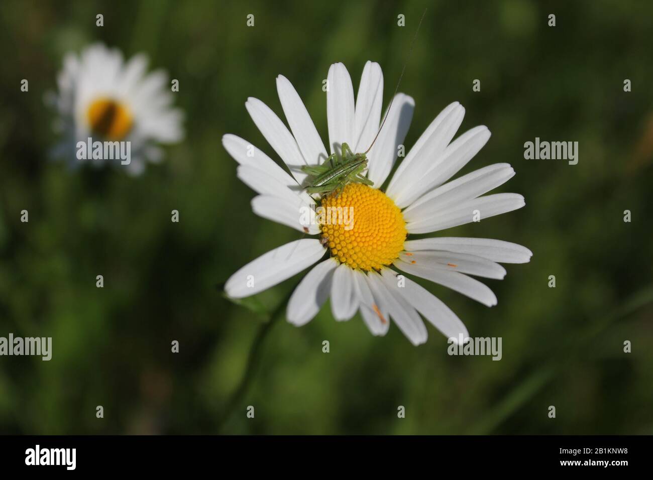 Tierwelt Stockfoto