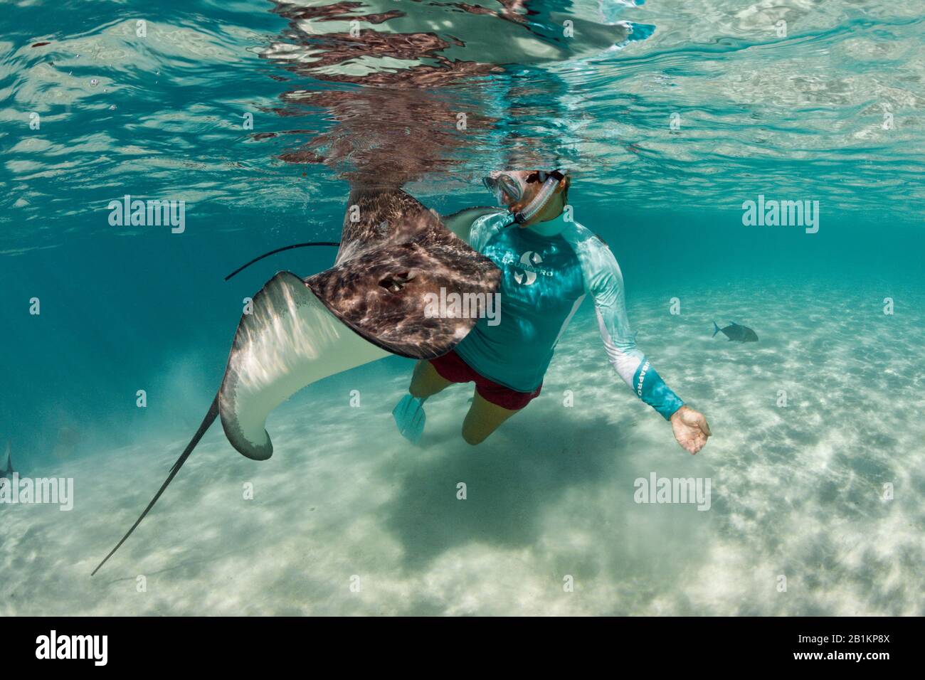 Schnorcheln mit Pink Whipray in Lagoon, Pateobatis fai, Moorea, Französisch-Polynesien Stockfoto