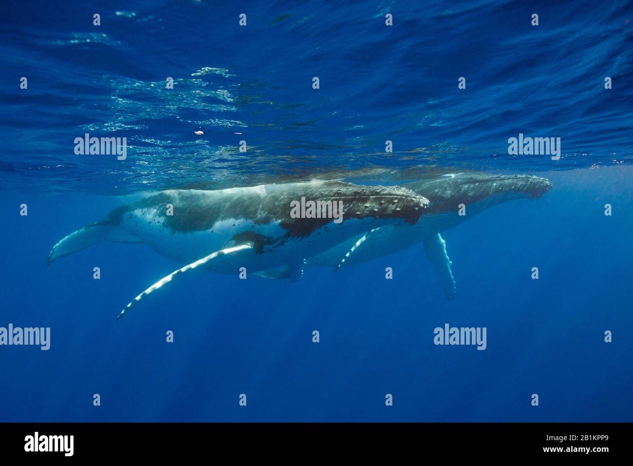Paar Humpback-Wale, Megaptera novaeangliae, Moorea, Französisch-Polynesien Stockfoto