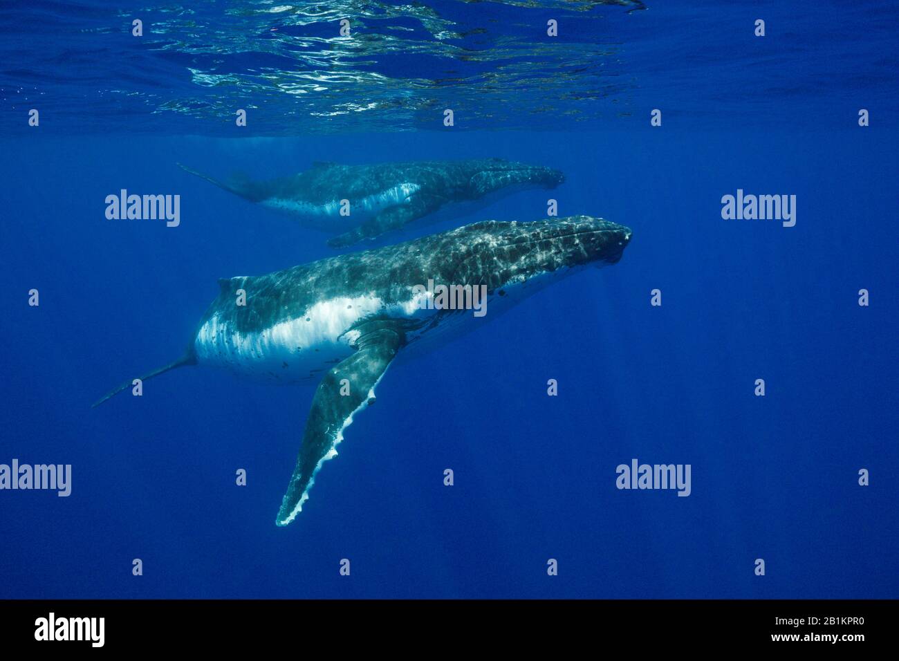 Paar Humpback-Wale, Megaptera novaeangliae, Moorea, Französisch-Polynesien Stockfoto