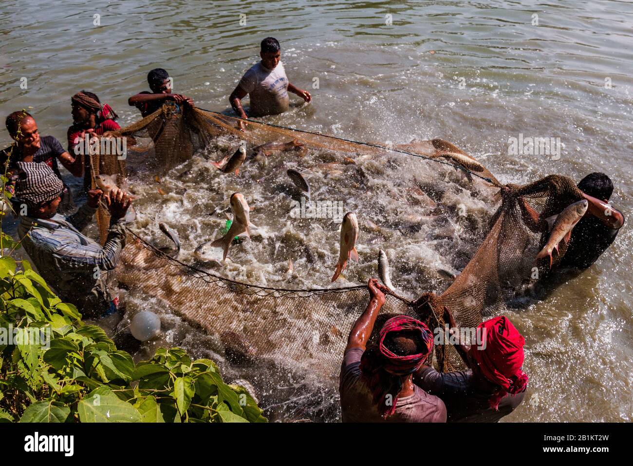 Bangladesch gilt als eine der am besten geeigneten Regionen der Welt für die Fischerei. Die Bauern ernten Fisch und die Fische springen aus dem Netz Stockfoto