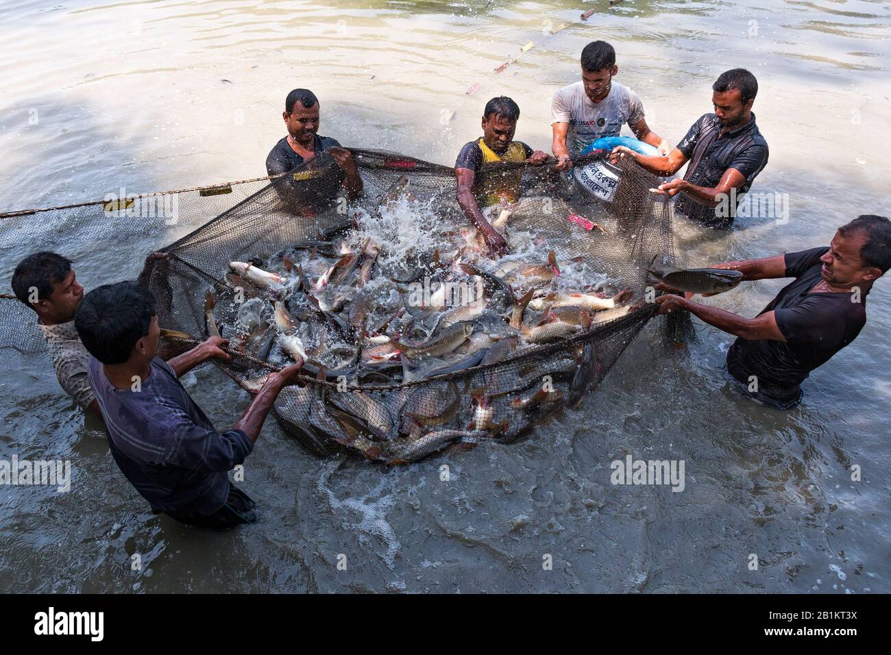Bangladesch gilt als eine der am besten geeigneten Regionen der Welt für die Fischerei. Die Bauern ernten Fisch und die Fische springen aus dem Netz Stockfoto