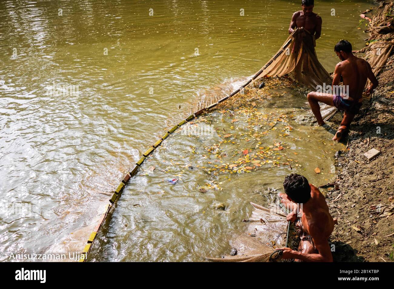 Fisch ist eine der wichtigsten Proteinquellen für bangladeschische Menschen. Der Bauer erntet seine Fische aus dem Teich. Stockfoto