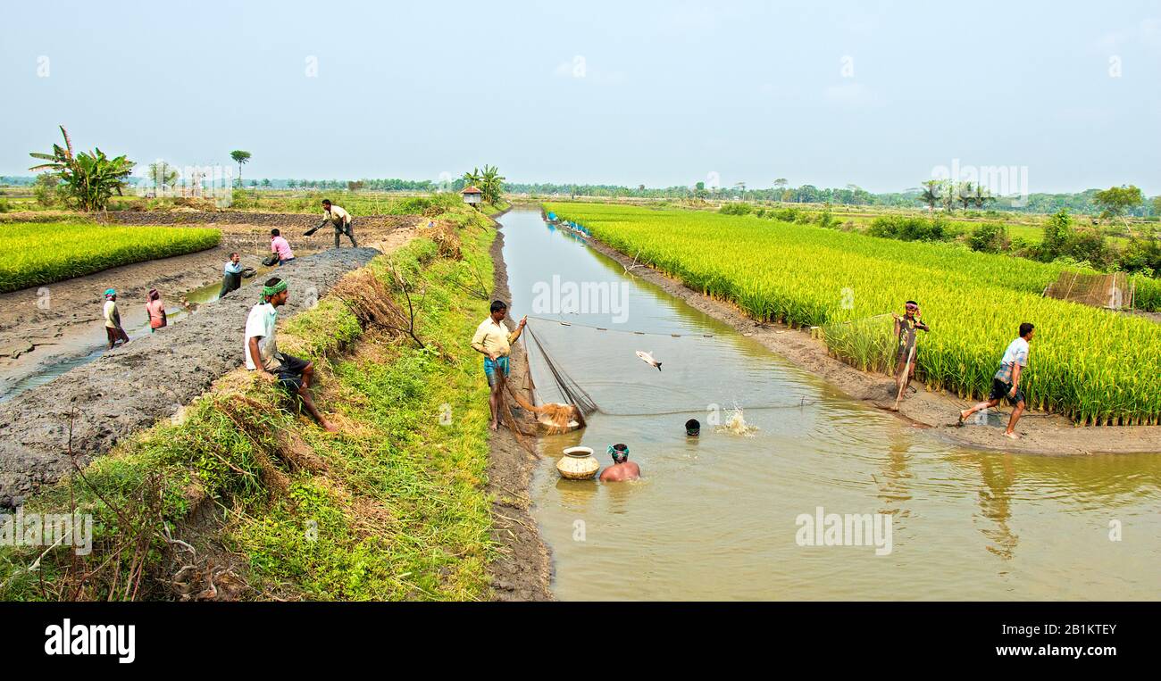 Die Reisfischkultur ist eine umweltfreundliche Technologie für den Klimawandel. Die Bauern ernten Fisch und ein Fisch springt aus dem Netz. Stockfoto