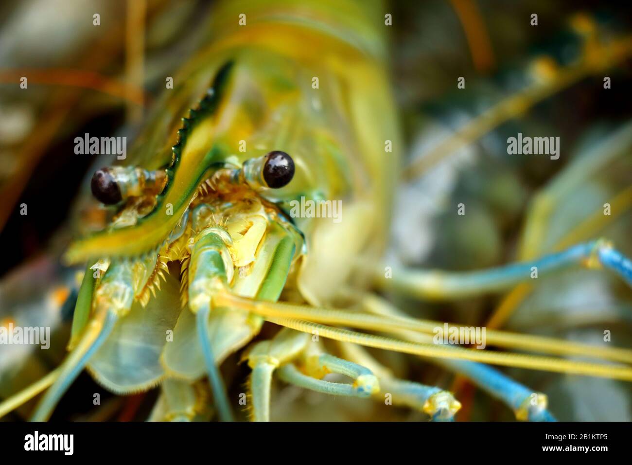 In der Regel wird Garnelen in Süßwasser produziert und ist eines der wichtigsten Exportprodukte für Bangladesch. Deshalb heißt es weißes Gold. Ein Blick auf die Garnelen. Stockfoto