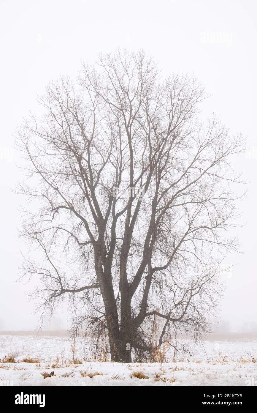 Ostkottholz (Populus deltoides), Nebel, Winter, MN, USA, von Dominique Braud/Dembinsky Photo Assoc Stockfoto