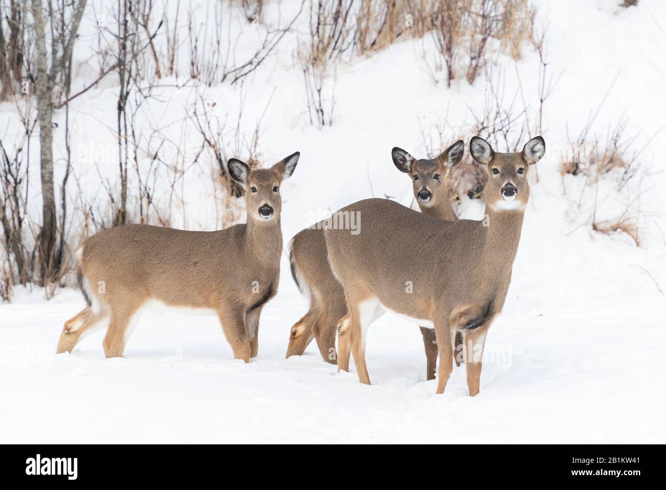 Weißschwein-Rehe (Odocoileus virginianus), Winter, Ostnordamerikaner, von Dominique Braud/Dembinsky Photo Assoc Stockfoto