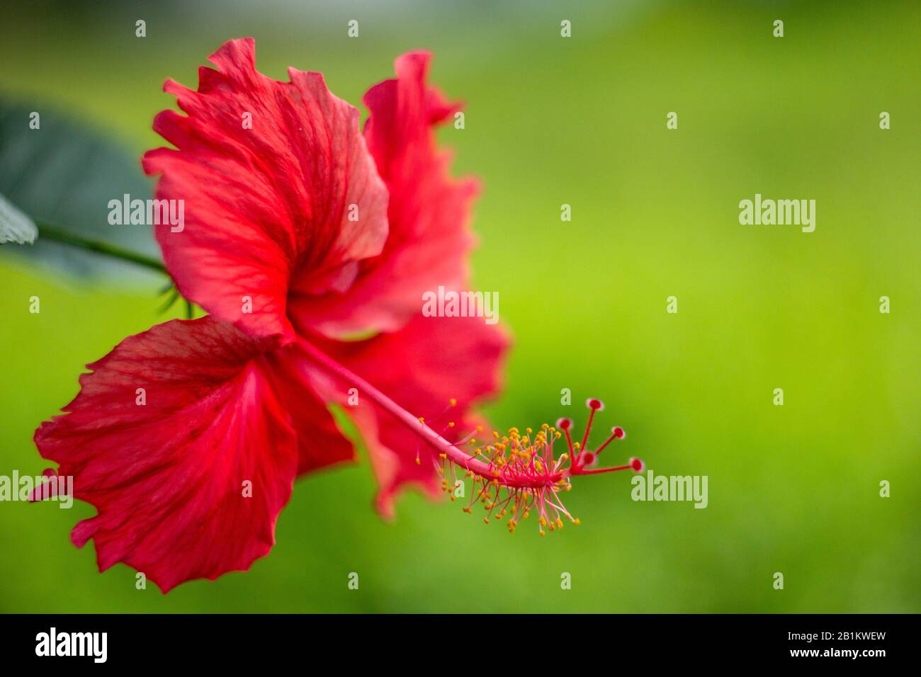 Die Blume fällt auf die Tür des Buddha und die Blumen sind wunderschön Stockfoto