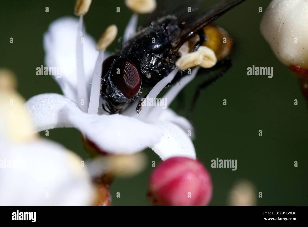 Pferdefliege - Tabanus bovinus - mit dunkelroten Augen auf einer bunten Blume Stockfoto