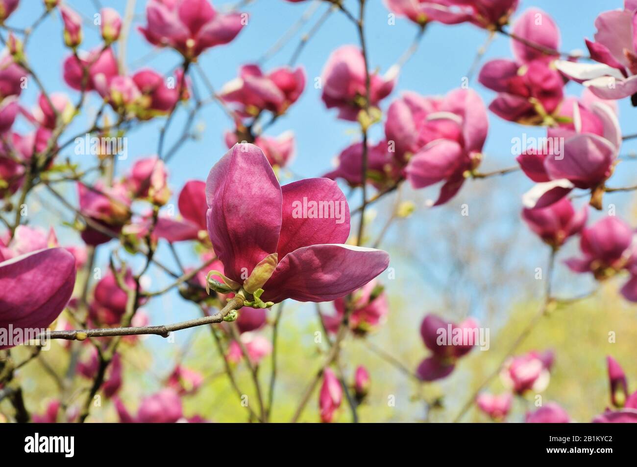 Hintergrund der farbenfrohen lila magnolie im Frühling, im Nahbereich. Fantastische Landschaft mit Blumen. Wunderschöne rosafarbene magnolienblätter gegen den blauen Himmel Stockfoto