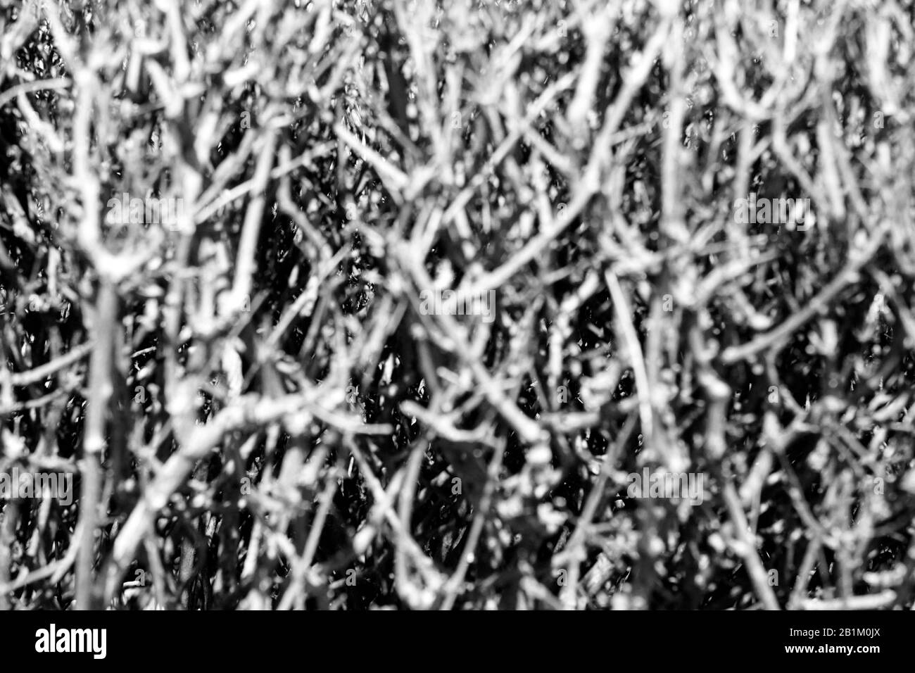 Der Busch - schwarz-weiß dicht oben, keine Blätter, keine Blumen, ein echter Pflanzenhintergrund. Stockfoto
