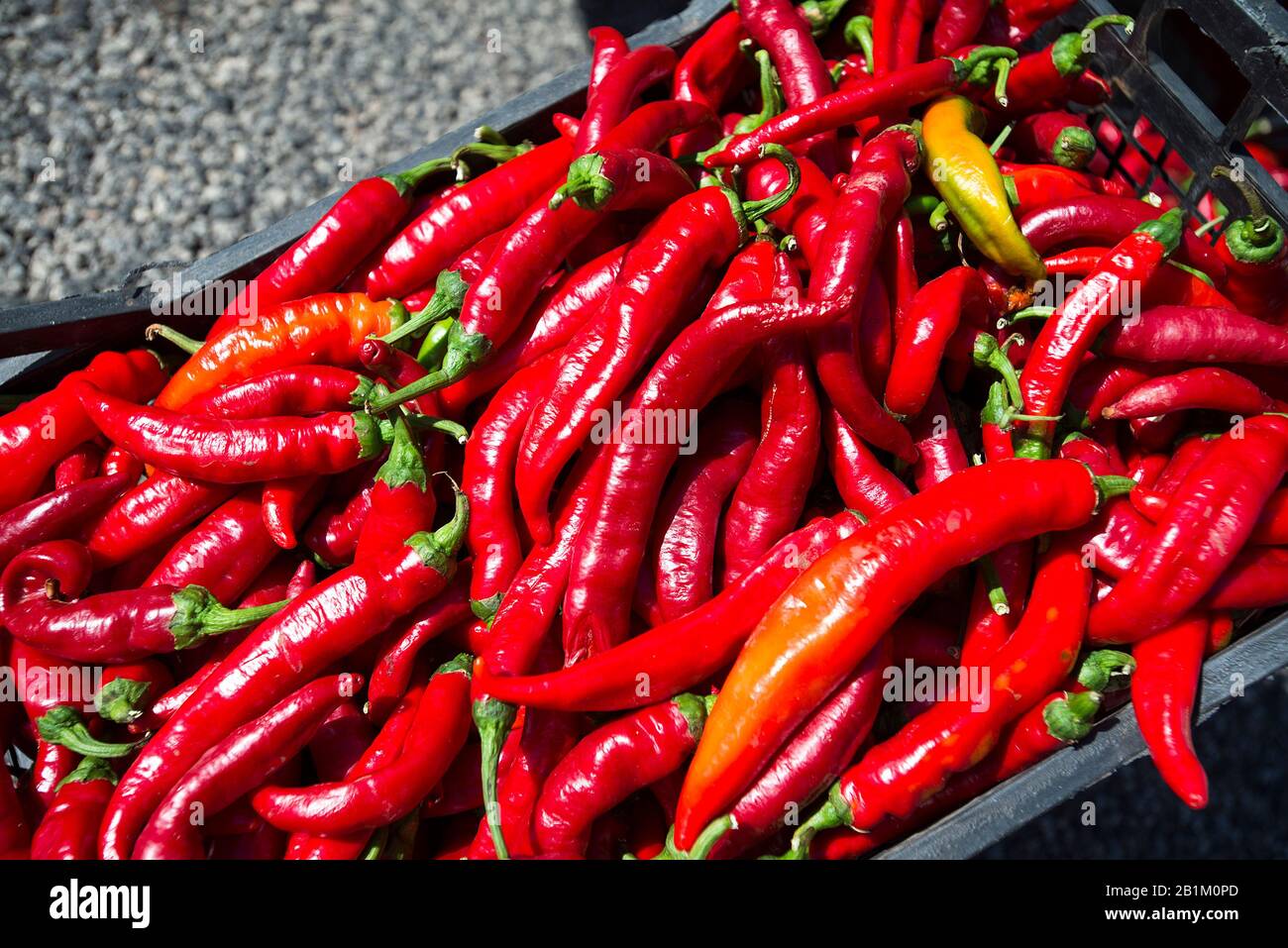 Rote Paprika auf Dem Markt, Villa Castelli, Apulien, Italien Stockfoto