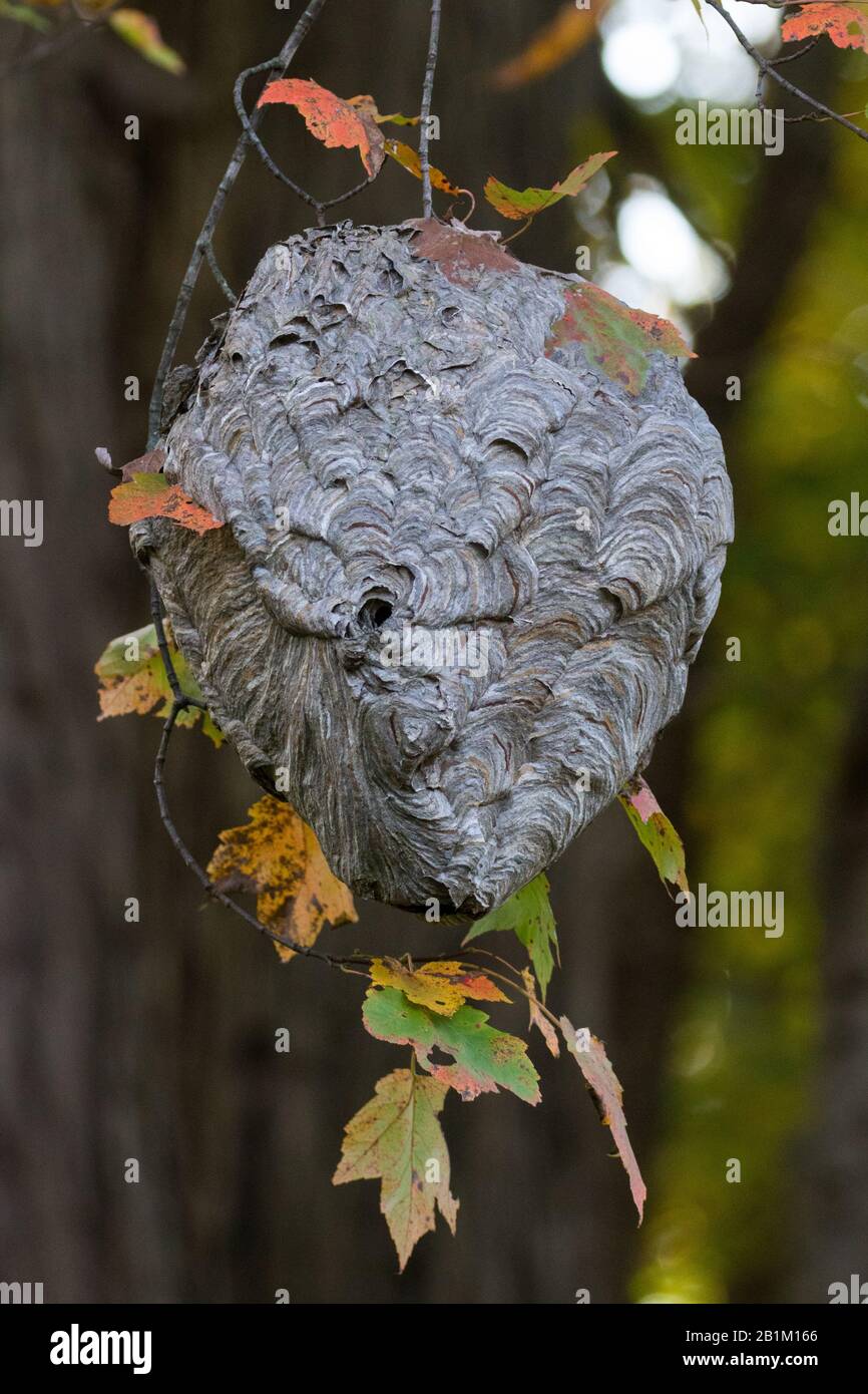 Kahlgesichtige Hornetennest Stockfoto
