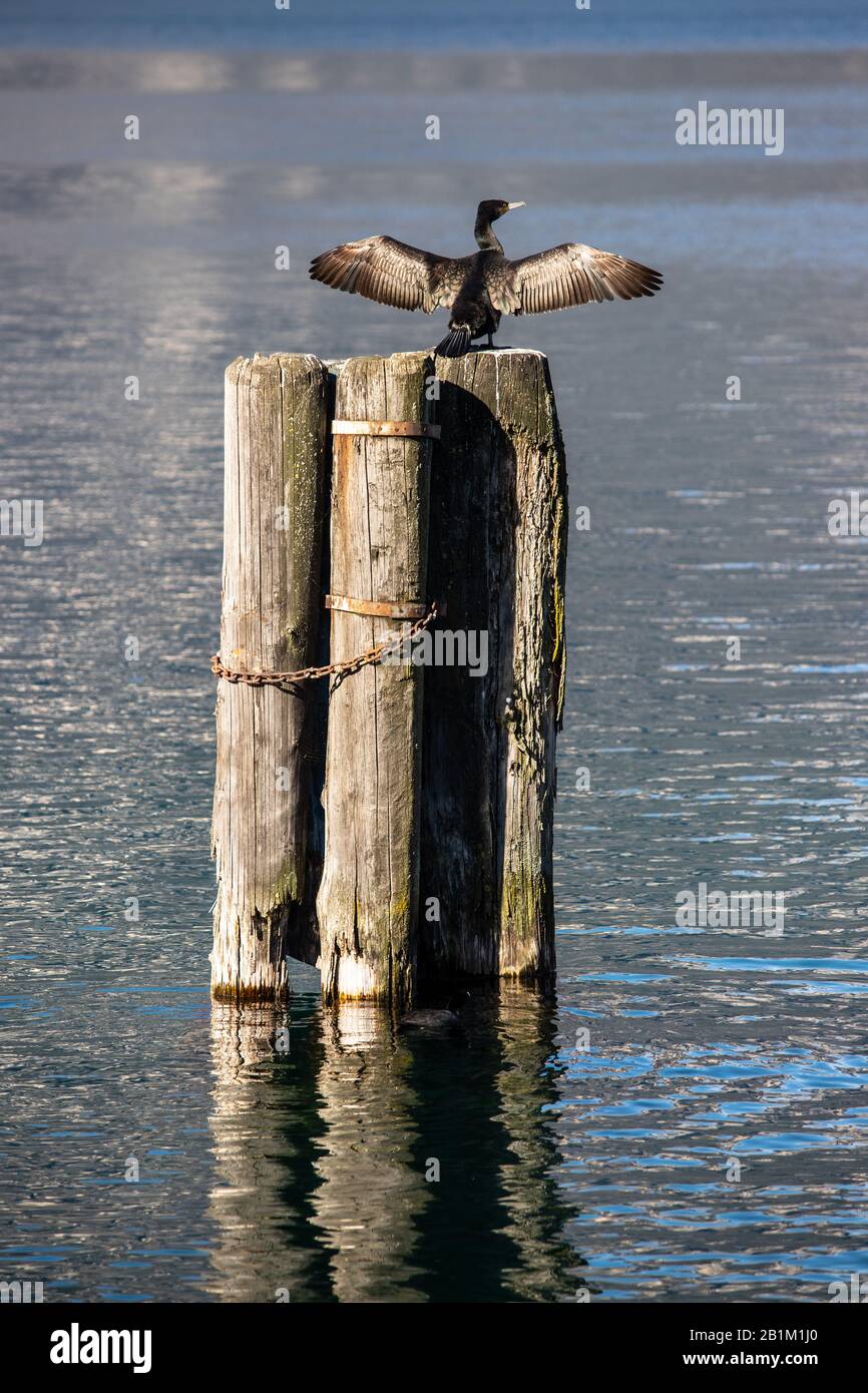Meer raven am Gardasee, Italien Stockfoto