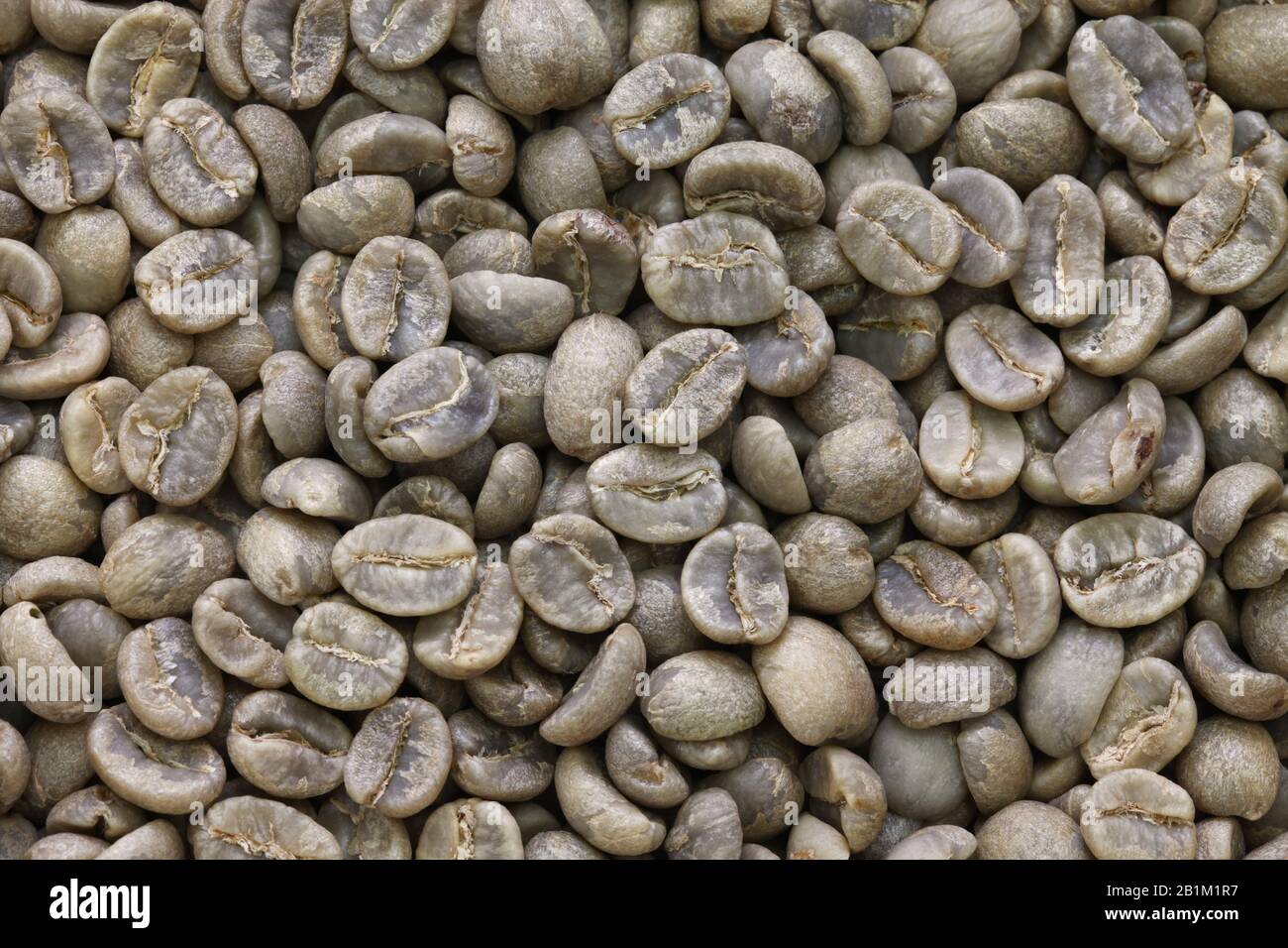 Kaffeebohnen werden zu Hause mit einem praktischen Bräter zubereitet. Bereiten Sie grüne Kaffeebohnen Zu Stockfoto