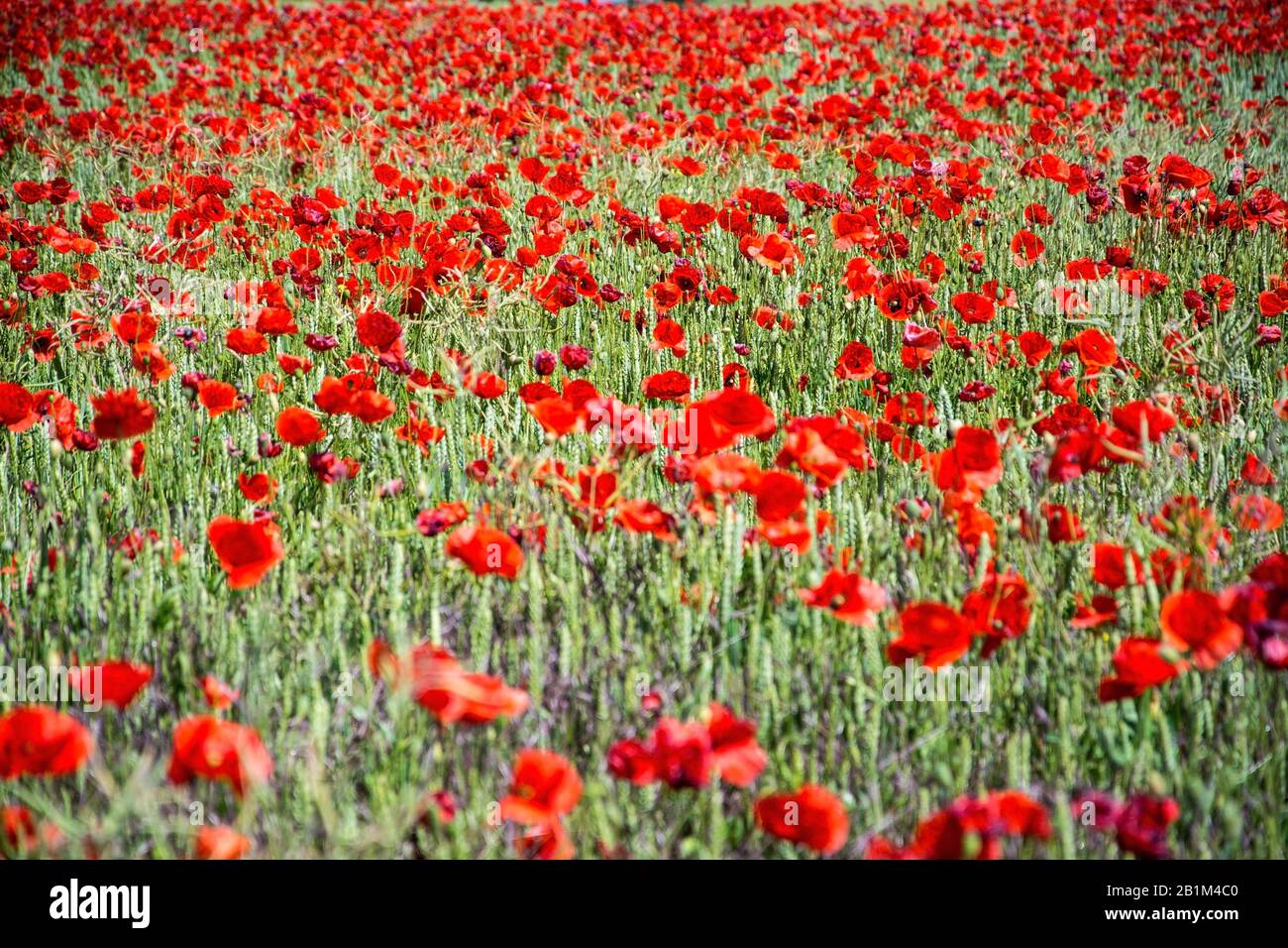 Die leuchtend roten Sonne des in Mitteleuropa wilden Klatschmohns, Papaver rhoeas, blühen ab Ende Mai und kennzeichnen den Beginn des Frühsommers Stockfoto