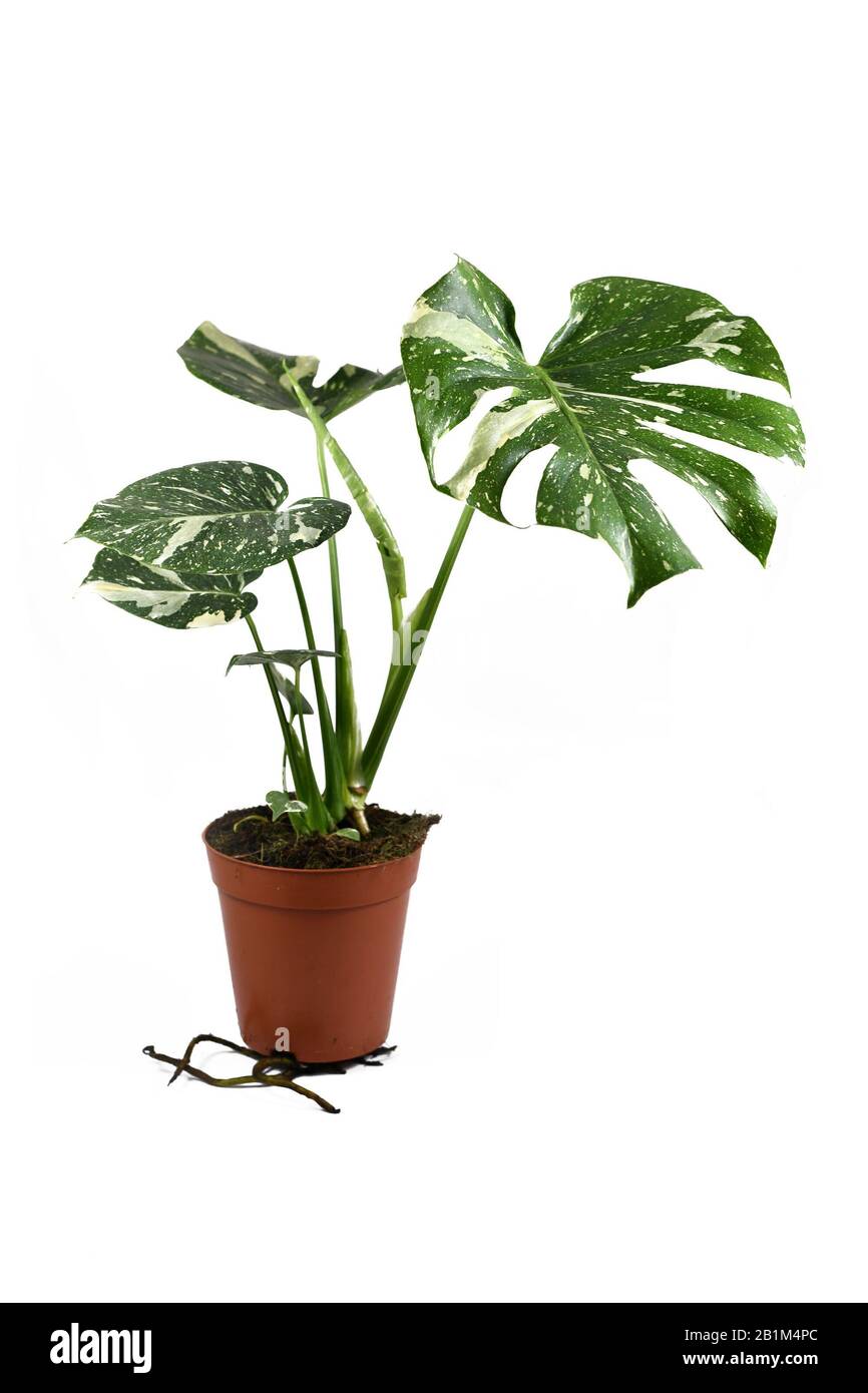 Monstera deliciosa variegata Ausgeschnittene Stockfotos und bilder Alamy