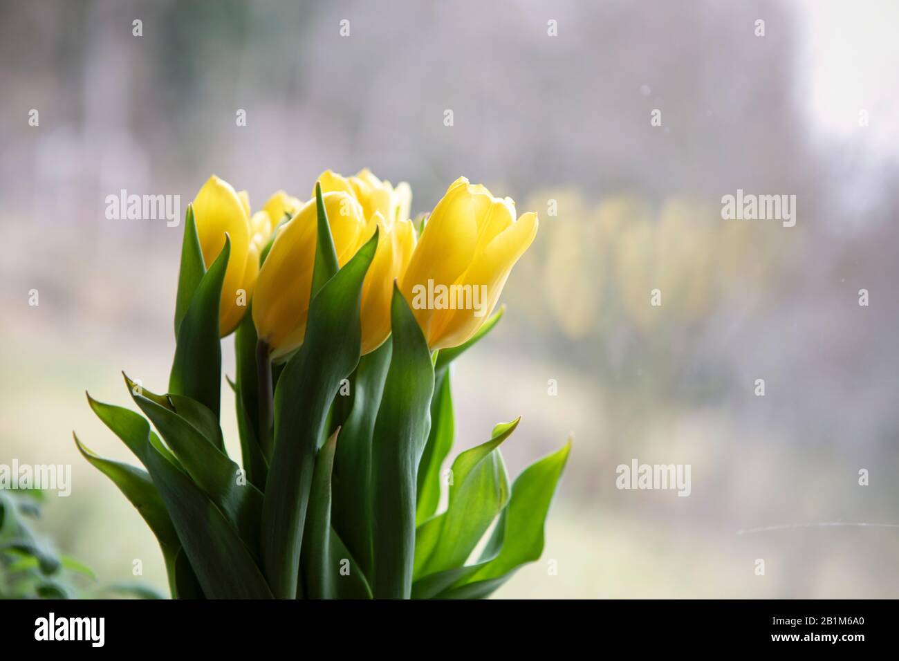 Nahaufnahme von gelbem Tulpen-Bouquet auf hellem, entschärftem Hintergrund mit Kopierraum. Frühlingsstimmung. Stockfoto