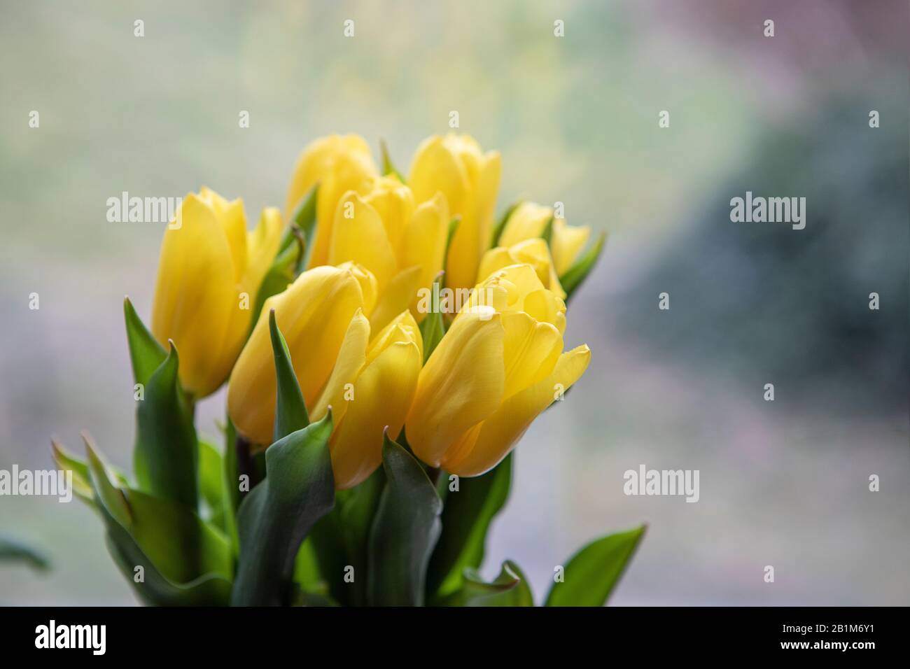 Romantischer Frühlings-Blumenstrauß. Gelbe Tulpen auf hellem, unschärfem Hintergrund, Hausdekor. Kopierbereich. Frühlingsstimmung. Stockfoto
