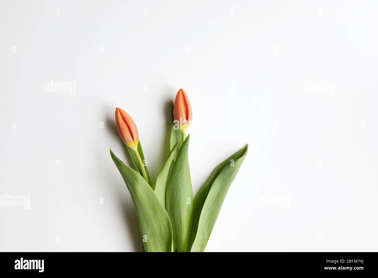 Ted Tulpen flach lag auf weißem Hintergrund mit Kopiertempo. Saisonal, ostern, Frühling Blumen Stimmungshintergrund. Stockfoto