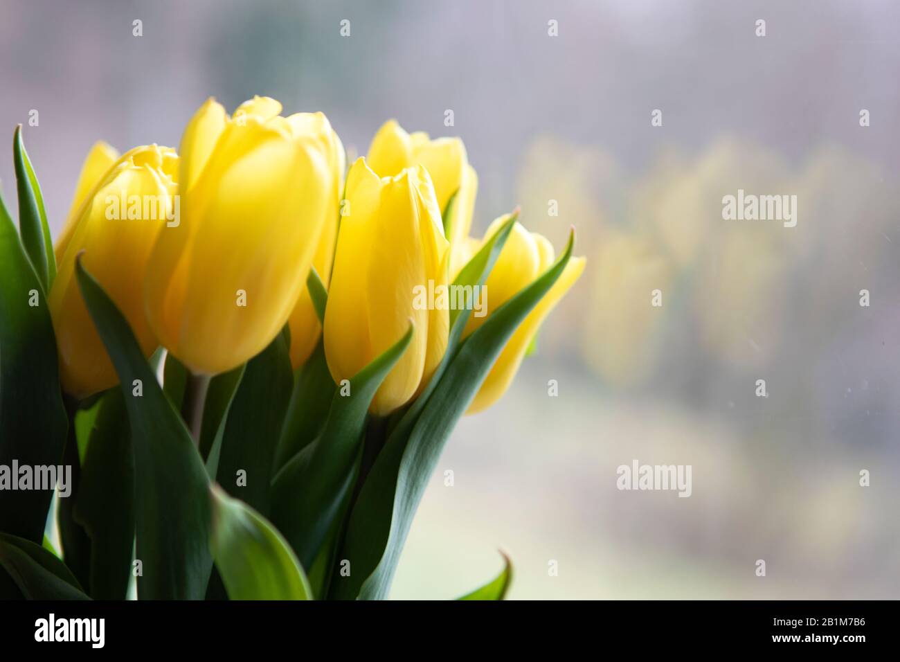 Frühlings-Blumenstrauß aus gelben Tulpen auf hellem, unschärfem Hintergrund, Hausdekor. Kopierbereich. Frühlingsstimmung. Stockfoto