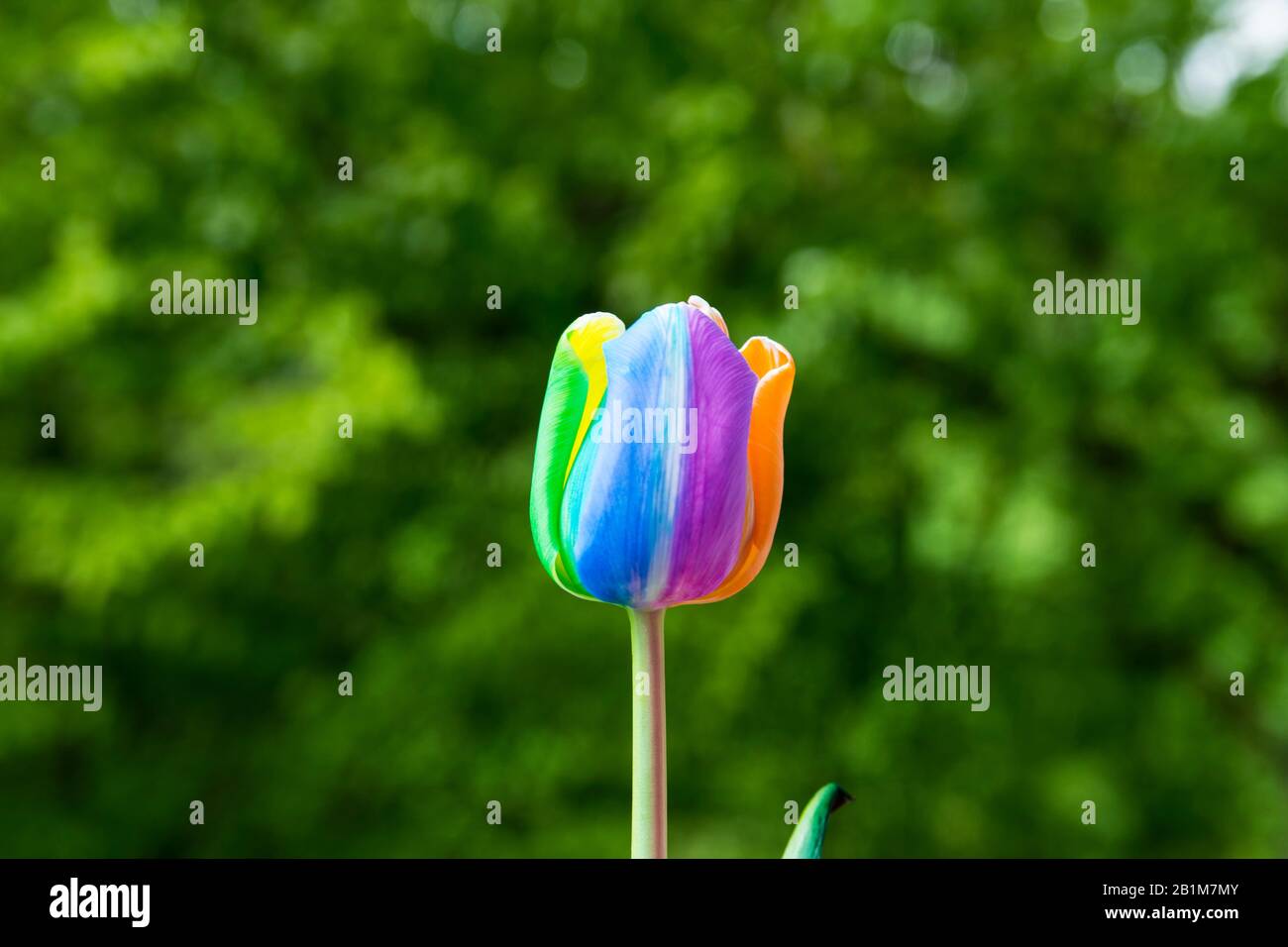 Tulip mit mehrfarbigen Kronblättern in einem Garten im Frühjahr. Naturbachgrund. 8. März. Stockfoto