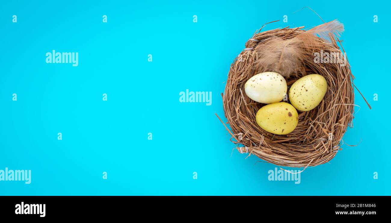 Gelbe Wachteleier in einem Gelege auf türkisfarbenem Hintergrund. Grußkarte mit Textbereich, Mockup. Dekoration an Ostern Stockfoto