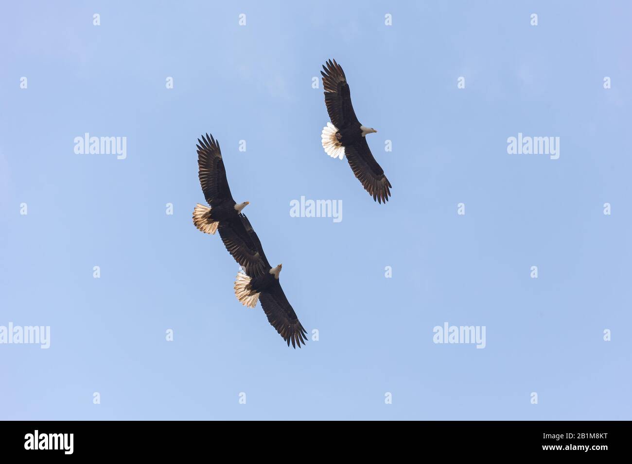 Fliegender balger Adler in Vancouver BC Kanada. Stockfoto