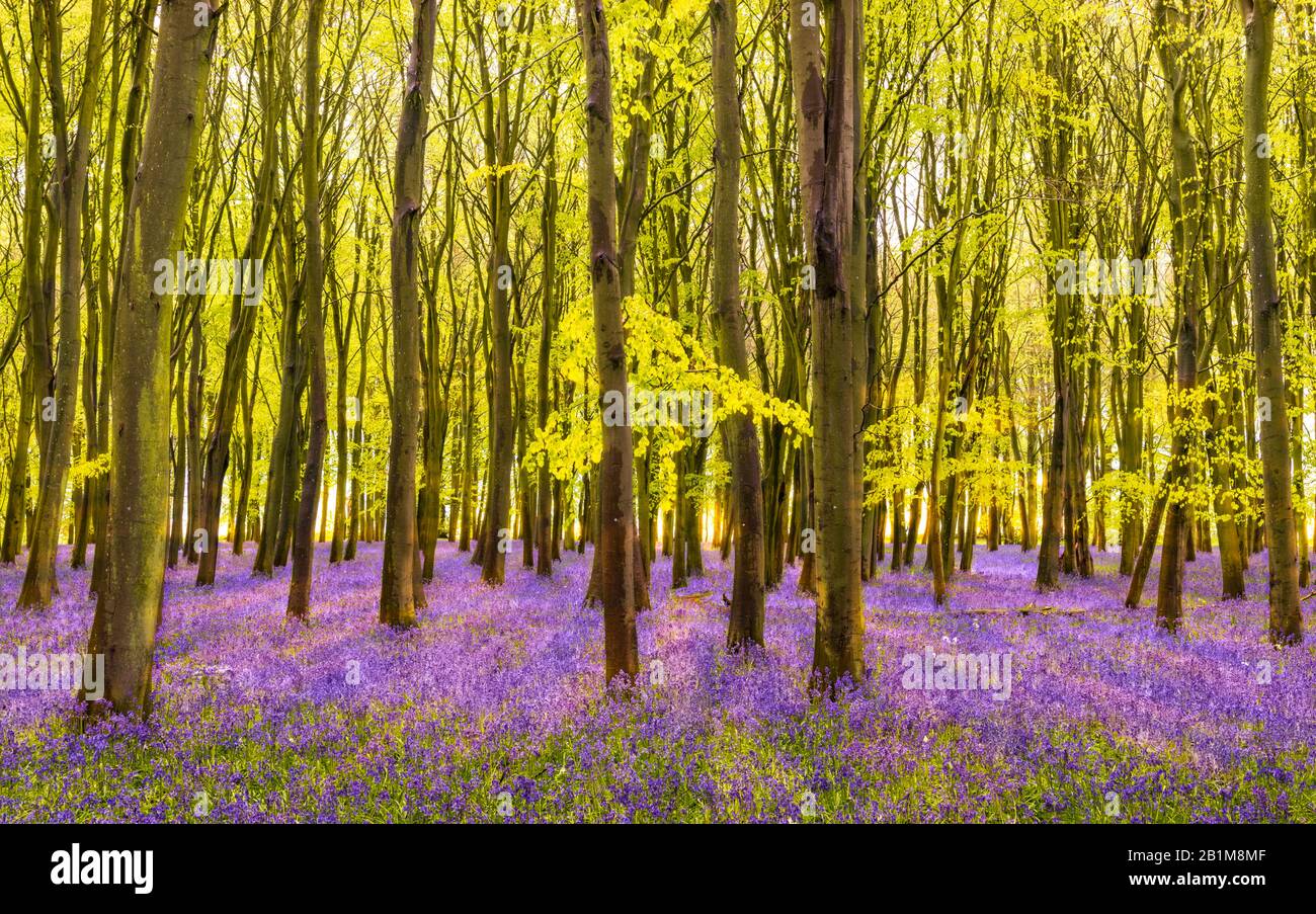 Blautöckeln Teppichwald in Oxfordshire mit Sonne, die durch die buchen- und Birkenbedachung von leuchtend grünen Blättern scheint, die mit dem blauen, violetten kontrastieren Stockfoto