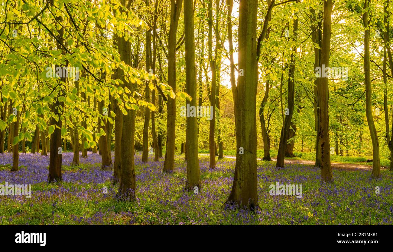 Blautöckeln Teppichwald in Oxfordshire mit Sonne, die durch die buchen- und Birkenbedachung von leuchtend grünen Blättern scheint, die mit dem blauen, violetten kontrastieren Stockfoto