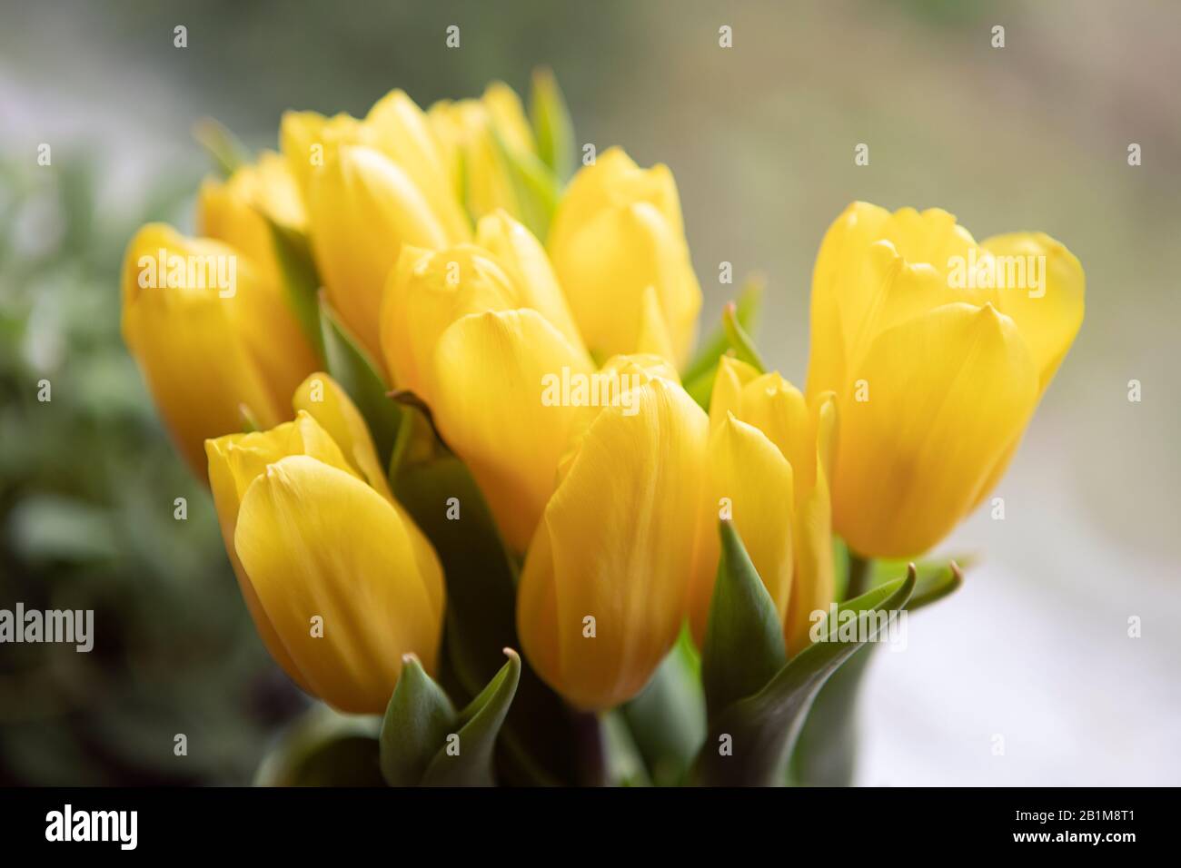 Blumenstrauß mit frischen Tulpen im Nahbereich, Hausdekor, leuchtende gelbe Farbe. Stockfoto