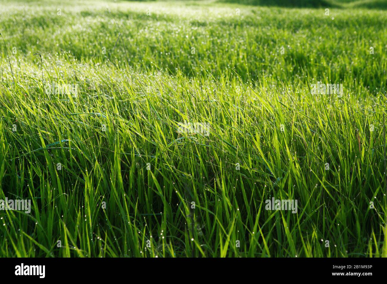 Hohes Gras am Morgen, Gras-Oberseite im Tau. Stockfoto