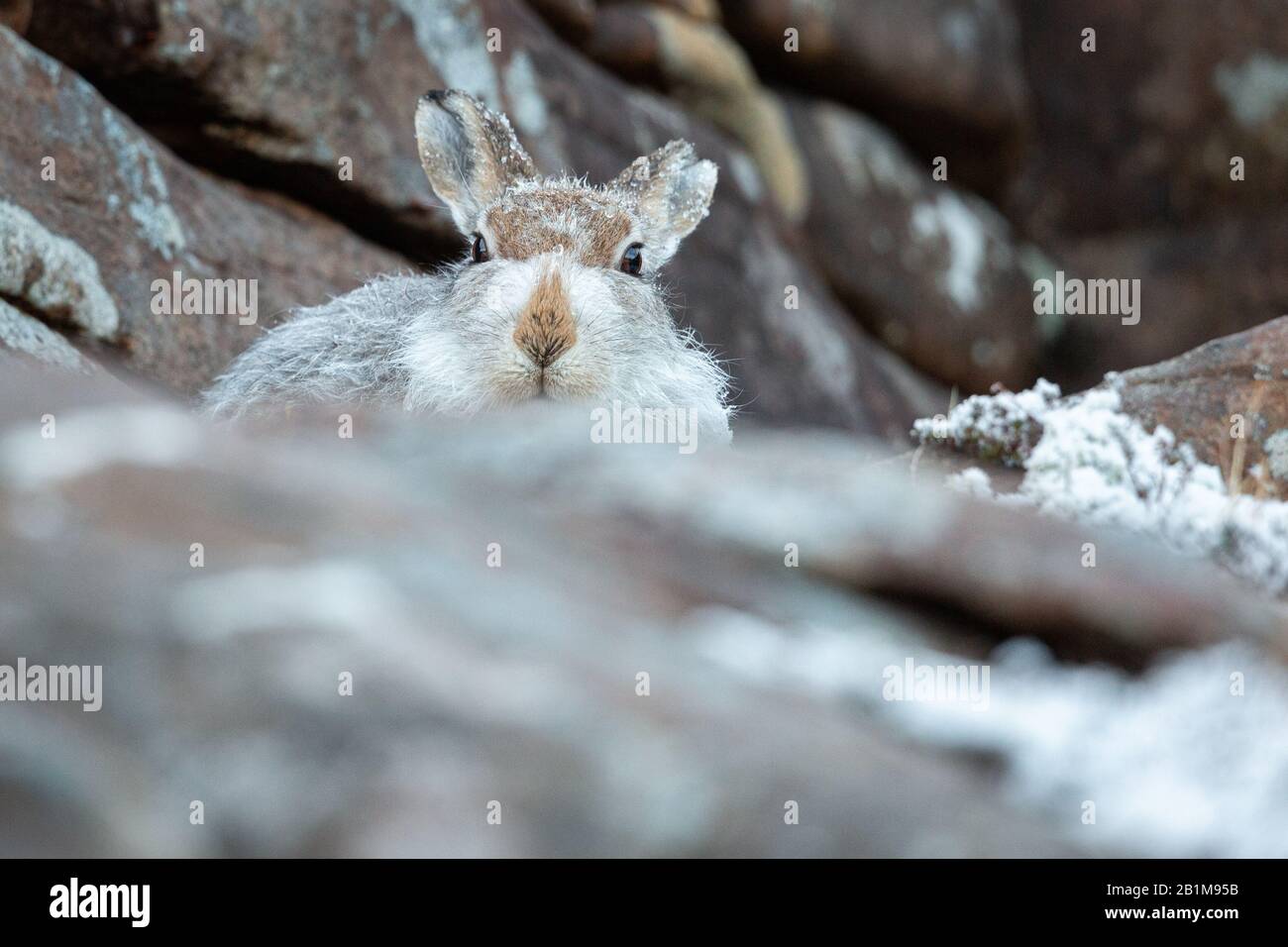 Mountain Hare, Applecross, Schottland. Stockfoto