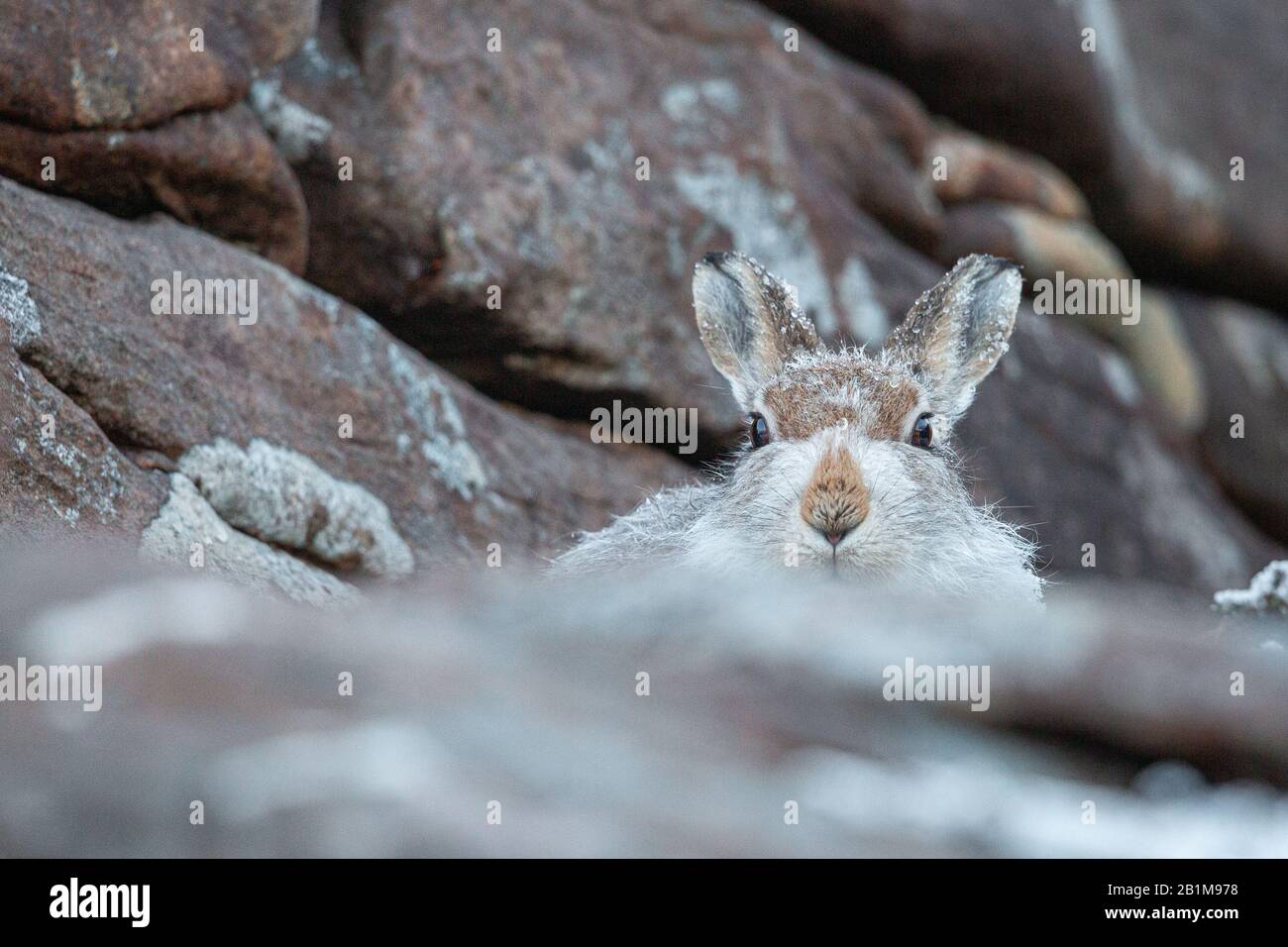Mountain Hare, Applecross, Schottland. Stockfoto