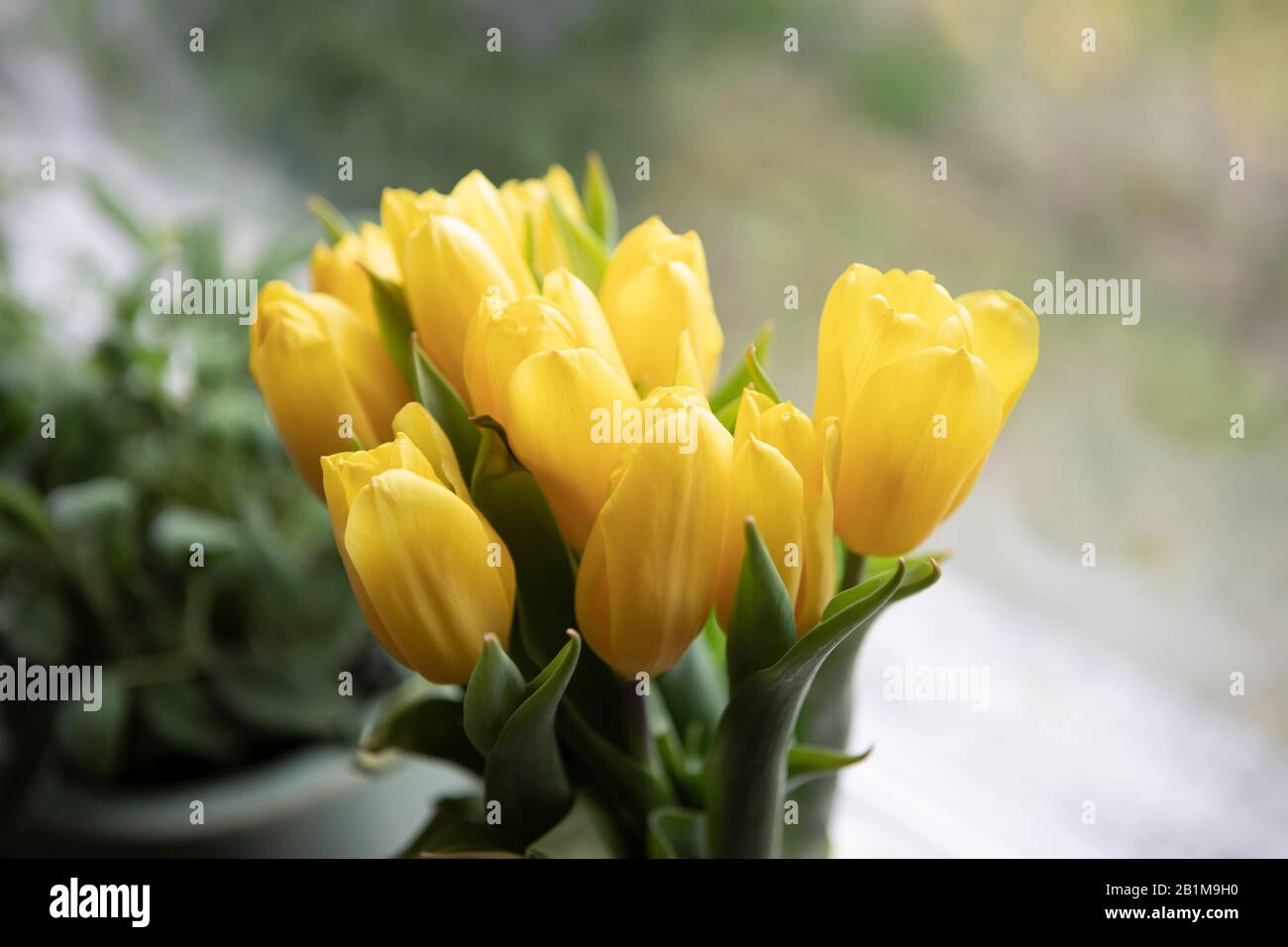 Stimmung im Frühling. Gelbe Tulpen am Fenster, Hausdekor. Schöner frischer Blumenstrauß. Stockfoto