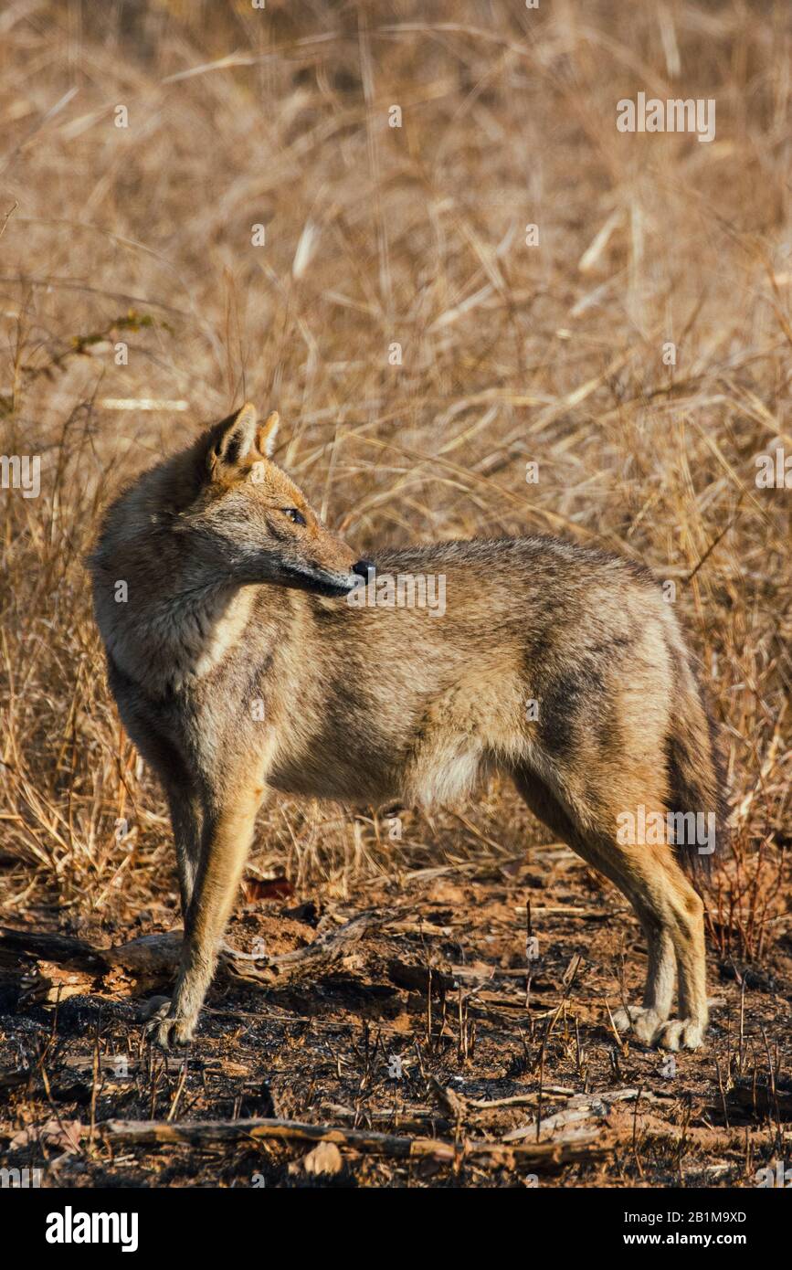 Jackal steht und blickt auf den Panna-Nationalpark zurück Stockfoto