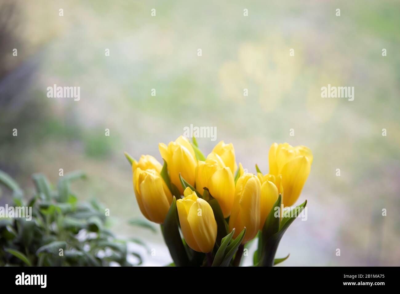 Frühlingshintergrund mit gelben Tulpen im Taglicht drinnen, Hausdekor. Saisonal, Frühling, osterhintergrund. Stockfoto