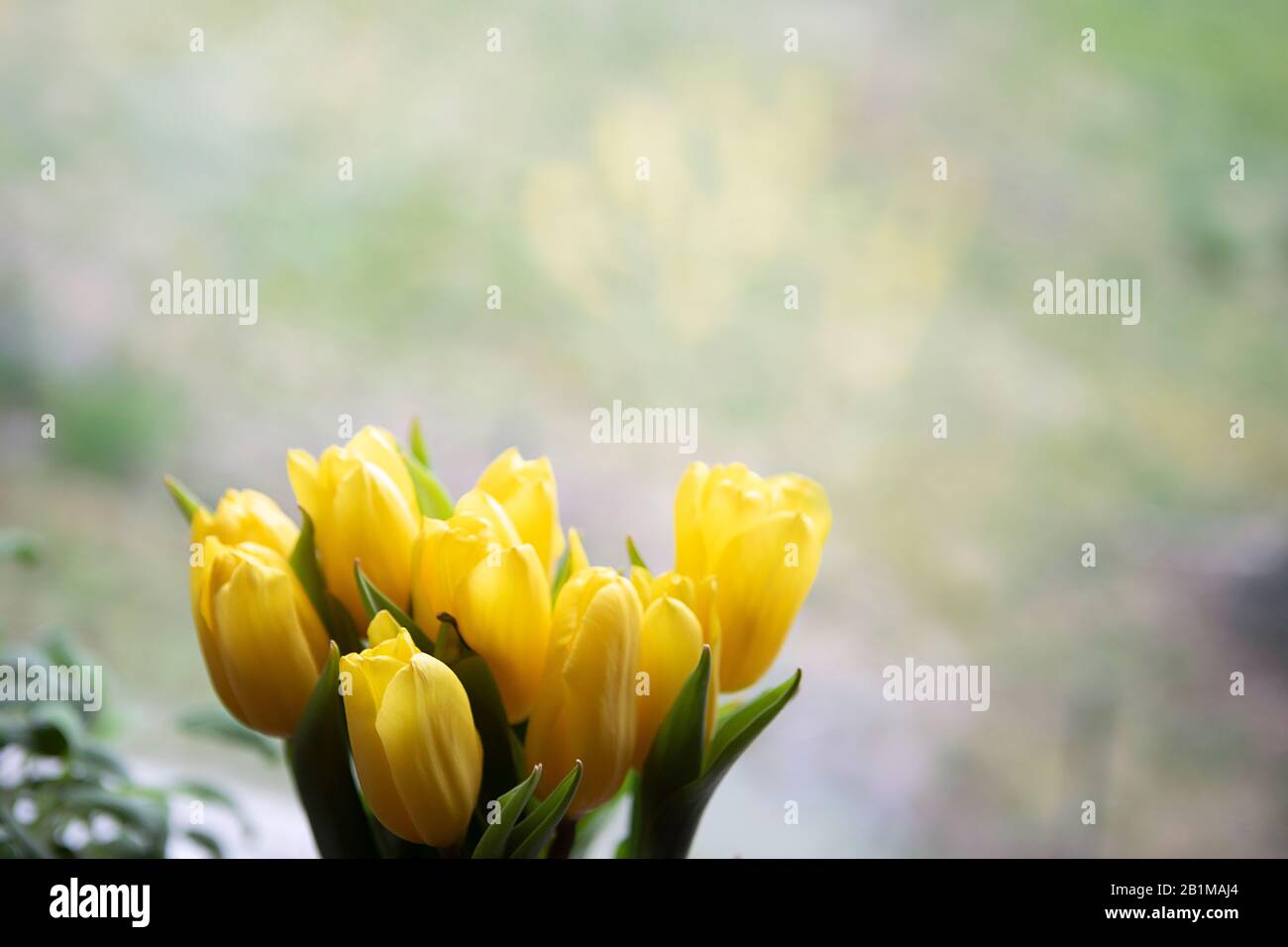 Hintergrund mit Blumenstrauß aus gelben Tulpen im Innenbereich, Hausdekor. Saisonal, Frühling, osterhintergrund. Stockfoto