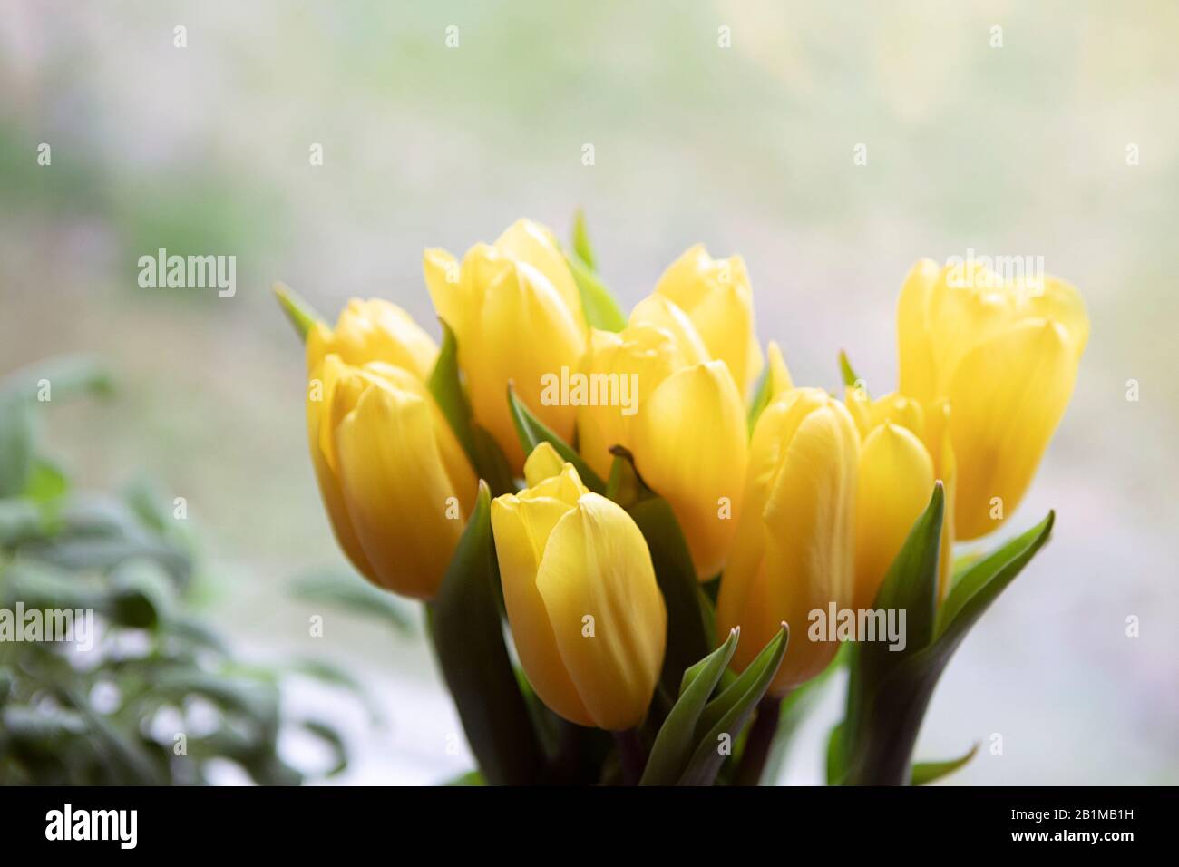 Blumenstrauß mit frischen Tulpen im Innenbereich, Nahaufnahme, Hausdekor, leuchtend gelbe Farbe. Stockfoto