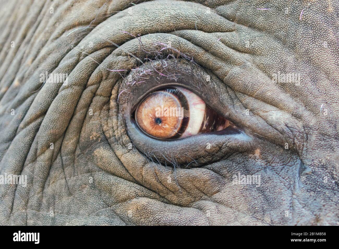 Nahaufnahme eines Elefantenauges Stockfoto