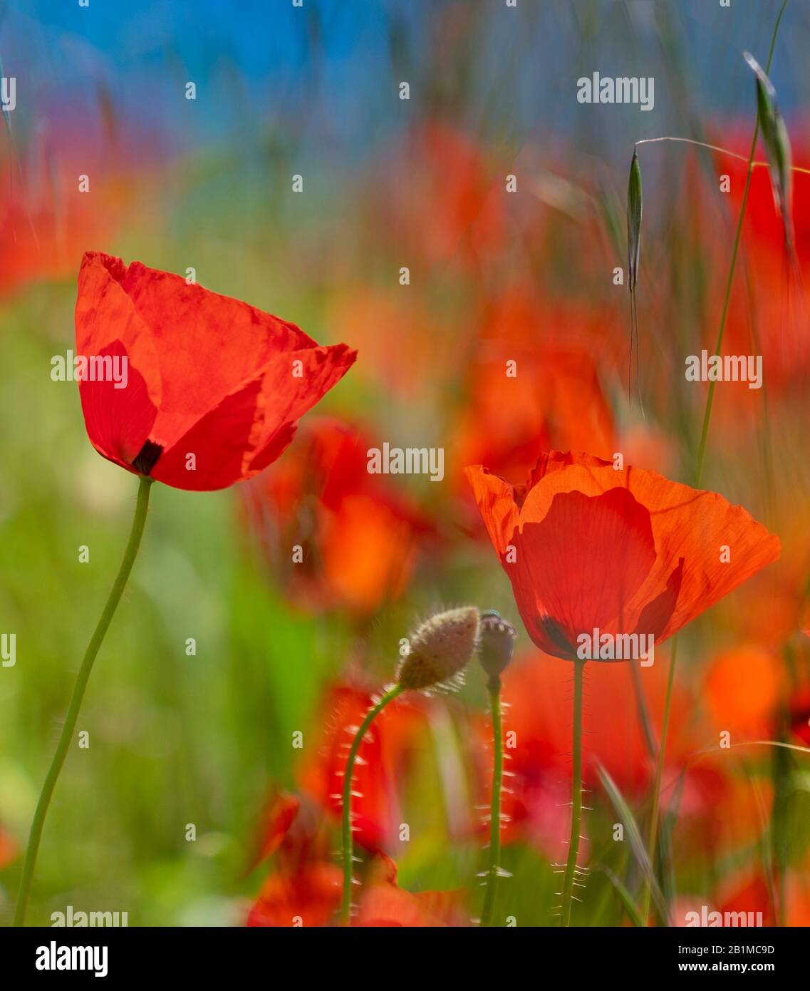 Die Felder der Provence. Mohnblumen und Lavendel. Stockfoto
