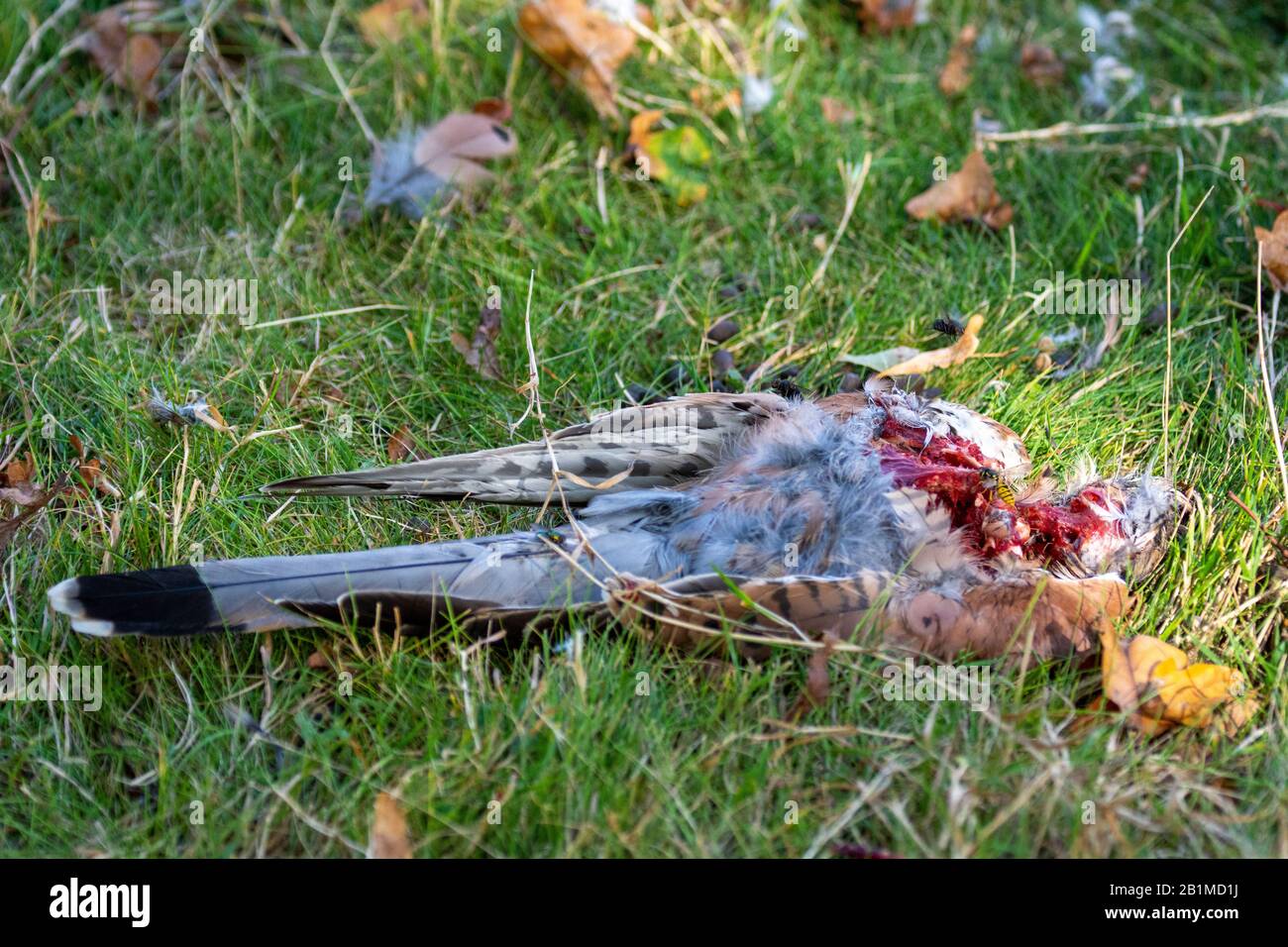 Toter gemeinsamer Kestrel (Falco tinunculus) Teil von Peregrinfalke gefressen Stockfoto