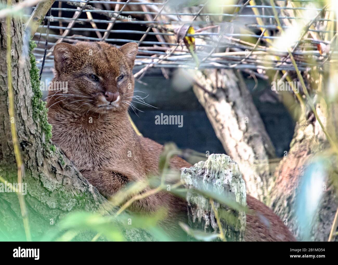 Großbritannien, Welwyn - Oktober 2017: Jaguarundi in Gefangenschaft Stockfoto